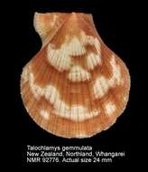 Image of Talochlamys gemmulata (Reeve 1853)