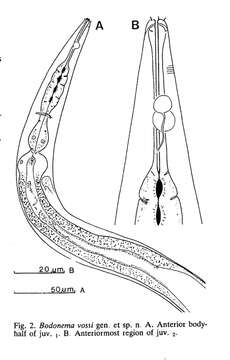 Image de Bodonema vossi Jensen 1991