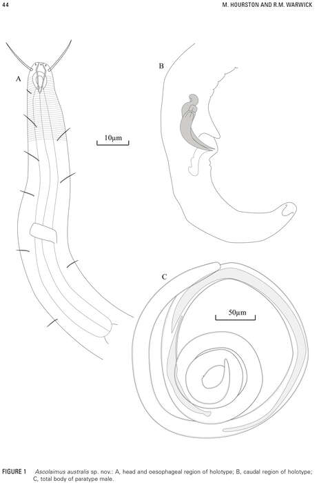 Imagem de Ascolaimus australis Hourston & Warwick 2010