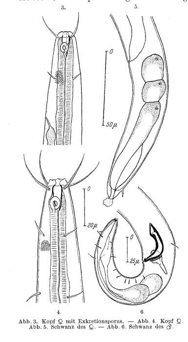 Image de Ascolaimus elongatus (Bütschli 1874)