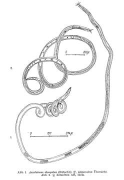 Image of Ascolaimus elongatus (Bütschli 1874)