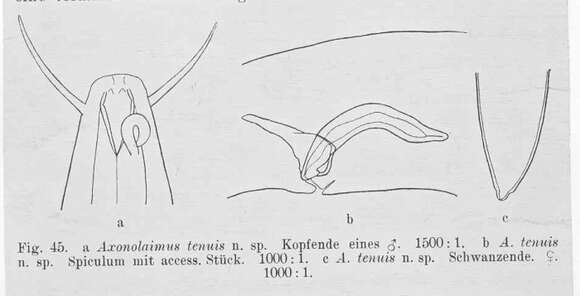 Imagem de Ascolaimus elongatus (Bütschli 1874)