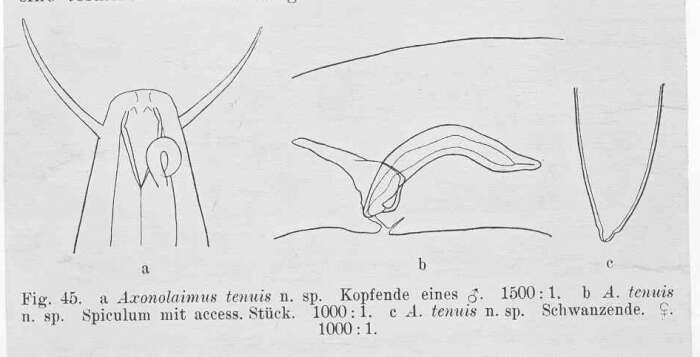 Image of Ascolaimus elongatus (Bütschli 1874)