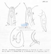 Image of Ascolaimus elongatus (Bütschli 1874)