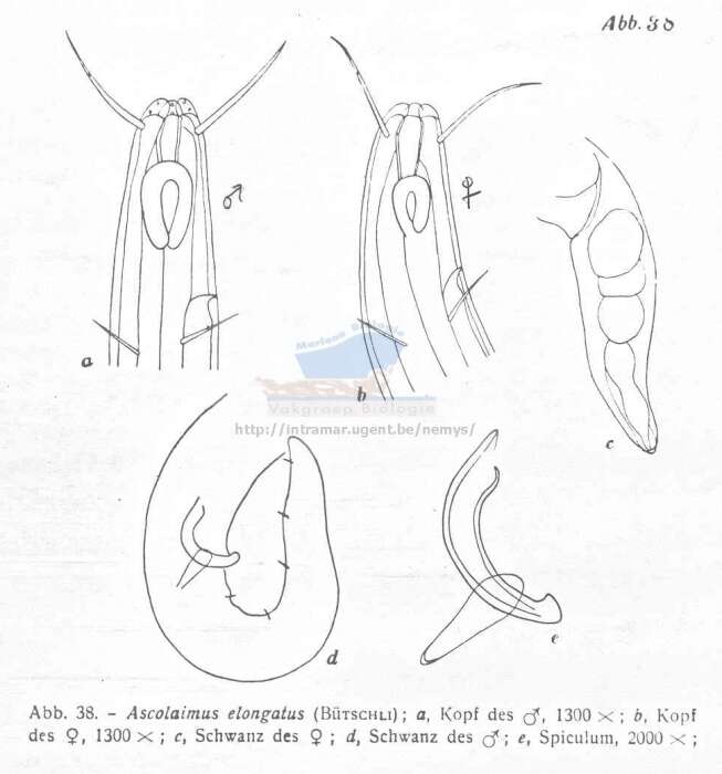Imagem de Ascolaimus elongatus (Bütschli 1874)