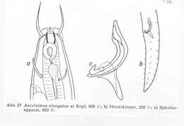 Image of Ascolaimus elongatus (Bütschli 1874)