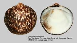 Glycymeris formosa (Reeve 1843) resmi