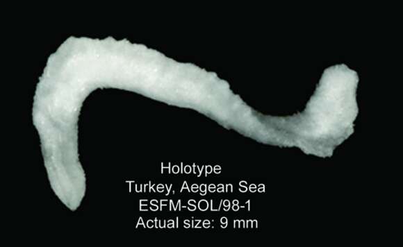 Image of Eleutheromenia carinata Salvini-Plawen & Öztürk 2006