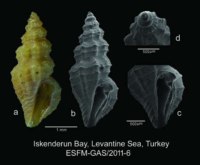 Image of Pseudorhaphitoma iodolabiata (Hornung & Mermod 1929)