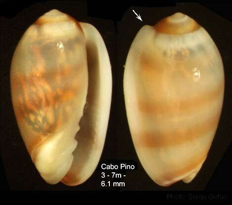 صورة Gibberula epigrus (Reeve 1865)