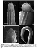 Image of Sphaerolaimus io Zograf, Pavlyuk, Trebukhova & Nguyen Dinh Tu 2020