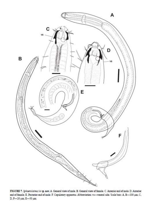 Image of Sphaerolaimus io Zograf, Pavlyuk, Trebukhova & Nguyen Dinh Tu 2020