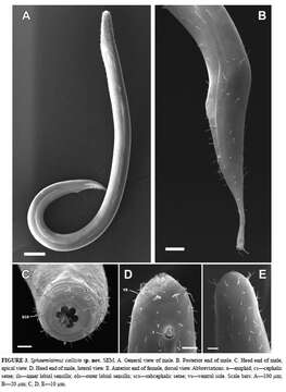 Image of Sphaerolaimus callisto Zograf, Pavlyuk, Trebukhova & Nguyen Dinh Tu 2020