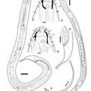 Image of Sphaerolaimus callisto Zograf, Pavlyuk, Trebukhova & Nguyen Dinh Tu 2020