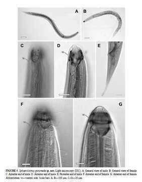 Image of Sphaerolaimus ganymede Zograf, Pavlyuk, Trebukhova & Nguyen Dinh Tu 2020