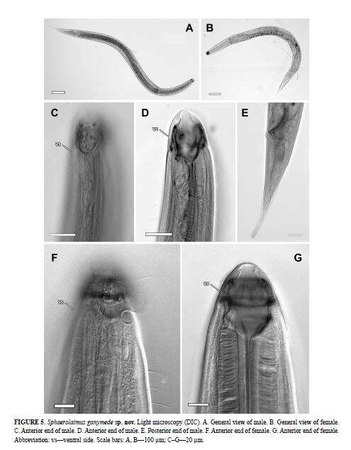 Plancia ëd Sphaerolaimus ganymede Zograf, Pavlyuk, Trebukhova & Nguyen Dinh Tu 2020