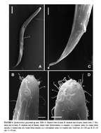 Image of Sphaerolaimus ganymede Zograf, Pavlyuk, Trebukhova & Nguyen Dinh Tu 2020