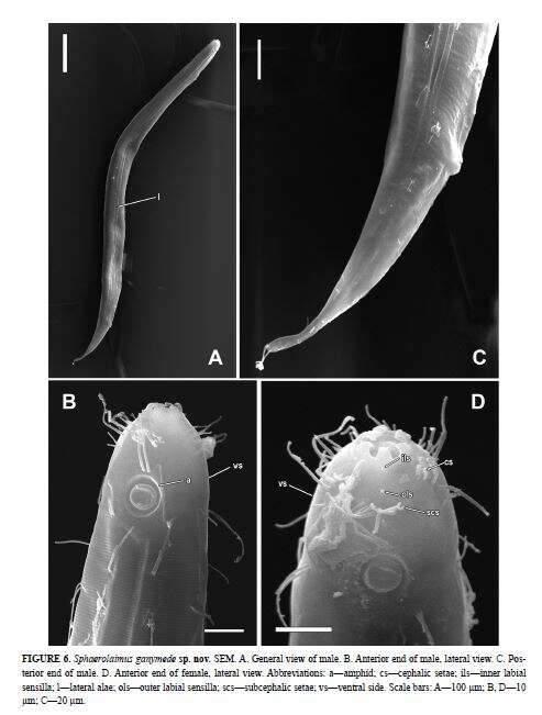 Imagem de Sphaerolaimus ganymede Zograf, Pavlyuk, Trebukhova & Nguyen Dinh Tu 2020