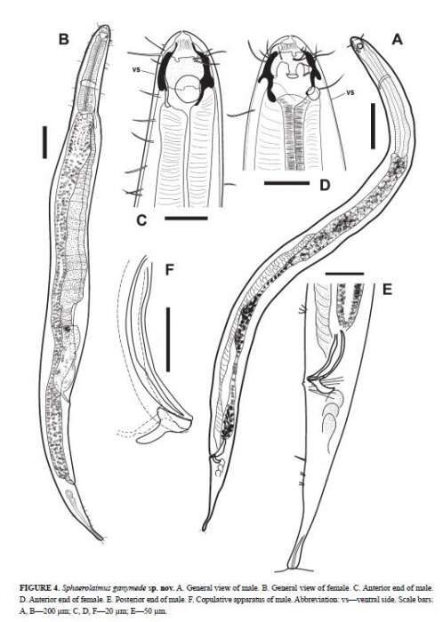 Image of Sphaerolaimus ganymede Zograf, Pavlyuk, Trebukhova & Nguyen Dinh Tu 2020