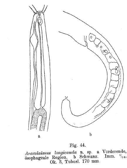 صورة Araeolaimus longicauda Allgén 1929