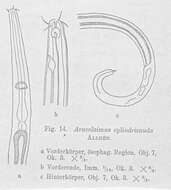 Image of Araeolaimus longicauda Allgén 1929