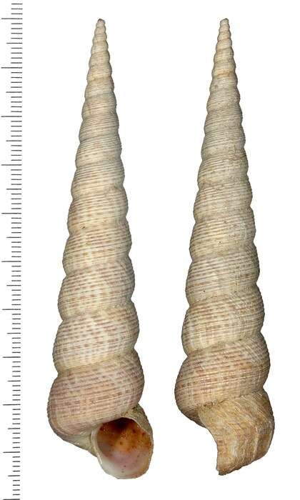 Image of Turritella sanguinea Reeve 1849