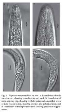 Image of Hopperia Vitiello 1969