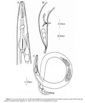 Image of nematodes