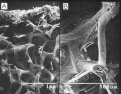 Image of Clathria (Axosuberites) patula (Hooper 1996)