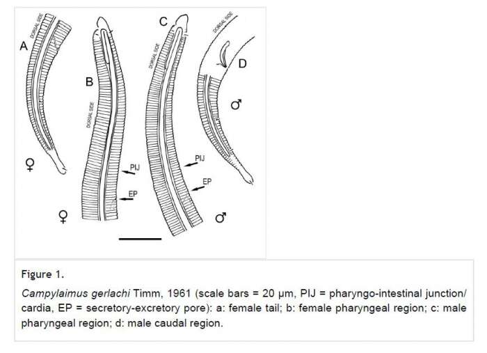 Image of Campylaimus gerlachi Timm 1961