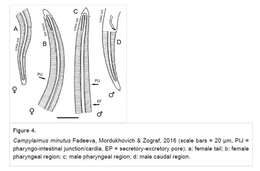 صورة Campylaimus minutus Fadeeva, Mordukhovich & Zograf 2016