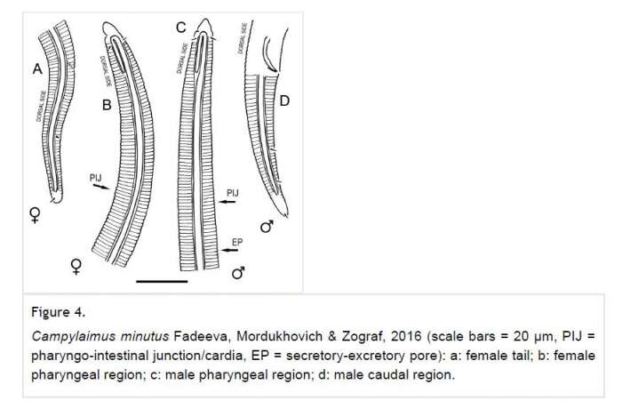 Imagem de Campylaimus minutus Fadeeva, Mordukhovich & Zograf 2016