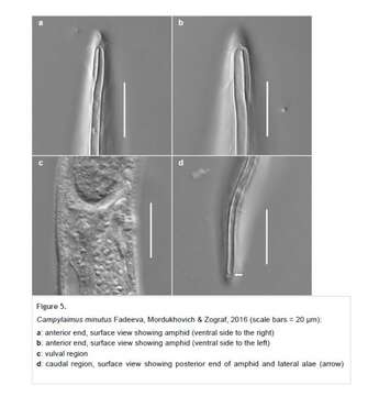 Imagem de Campylaimus minutus Fadeeva, Mordukhovich & Zograf 2016