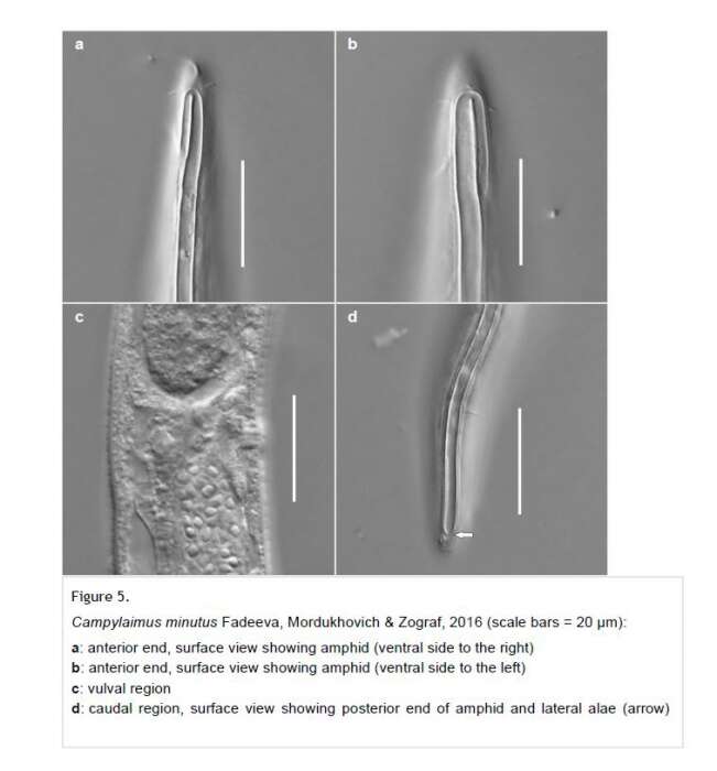 صورة Campylaimus minutus Fadeeva, Mordukhovich & Zograf 2016