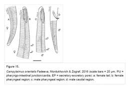 Imagem de Campylaimus orientalis Fadeeva, Mordukhovich & Zograf 2016