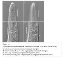 Imagem de Campylaimus orientalis Fadeeva, Mordukhovich & Zograf 2016