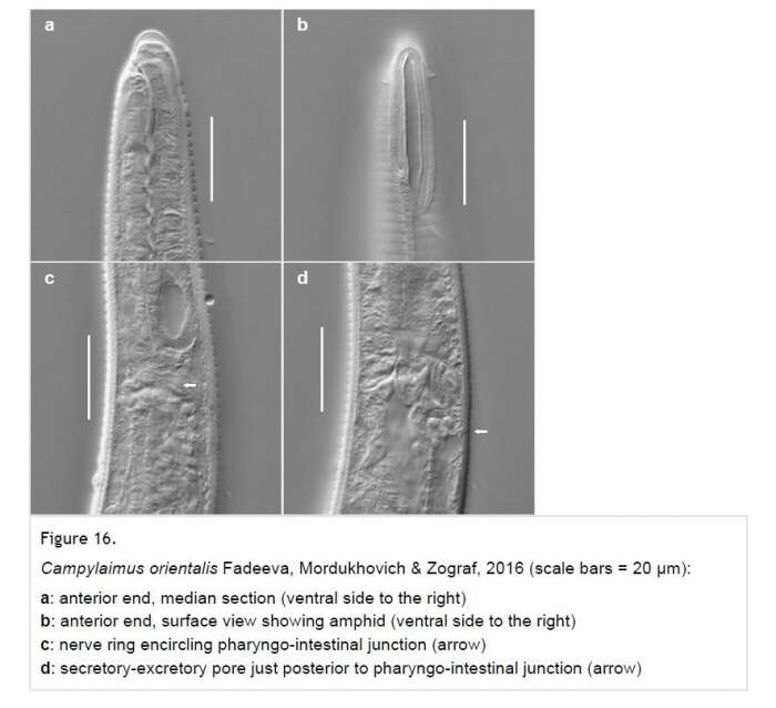 صورة Campylaimus orientalis Fadeeva, Mordukhovich & Zograf 2016