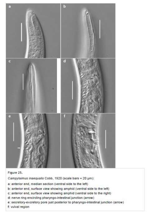 صورة Campylaimus inaequalis Cobb 1920