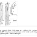 Image of Campylaimus inaequalis Cobb 1920