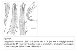 صورة Campylaimus inaequalis Cobb 1920