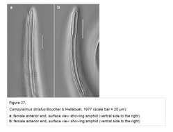 صورة Campylaimus striatus Boucher & Helléouët 1977