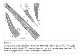 صورة Campylaimus striatus Boucher & Helléouët 1977