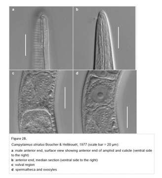 Imagem de Campylaimus striatus Boucher & Helléouët 1977