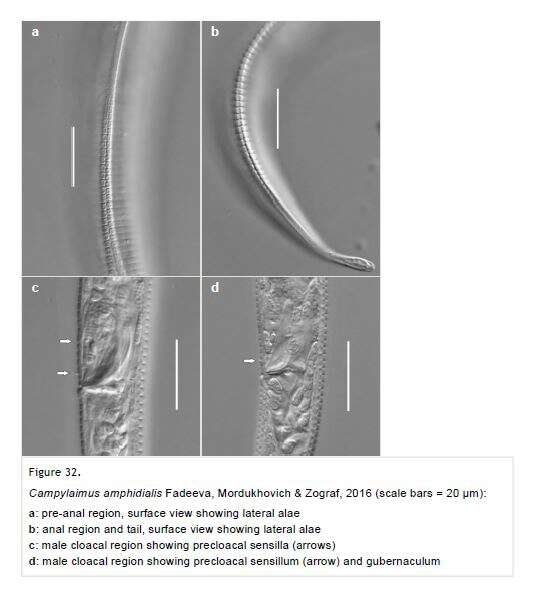 Image of Campylaimus amphidialis Fadeeva, Mordukhovich & Zograf 2016