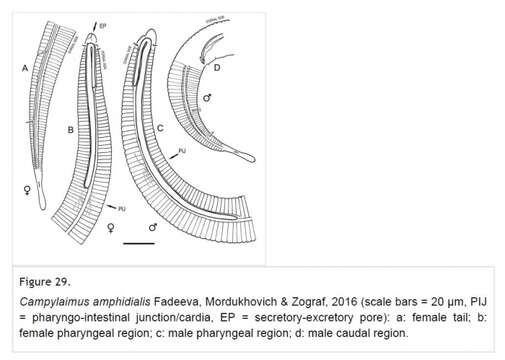 Image of Campylaimus amphidialis Fadeeva, Mordukhovich & Zograf 2016