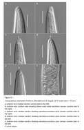 صورة Campylaimus amphidialis Fadeeva, Mordukhovich & Zograf 2016