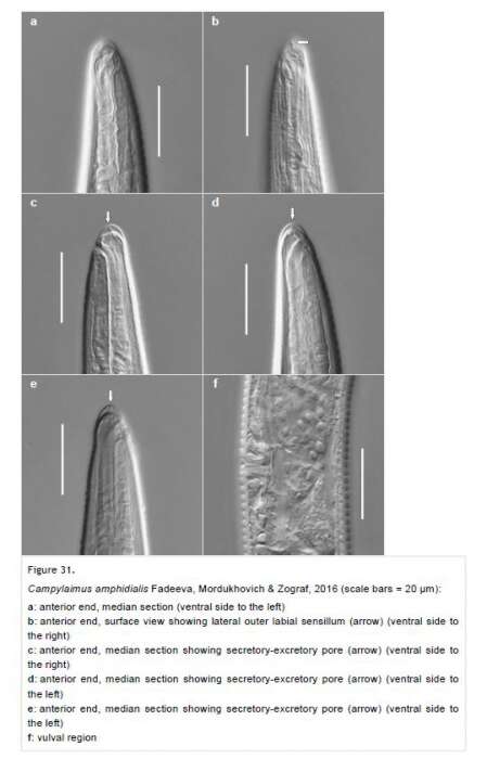 Image of Campylaimus amphidialis Fadeeva, Mordukhovich & Zograf 2016