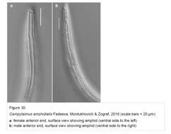 صورة Campylaimus amphidialis Fadeeva, Mordukhovich & Zograf 2016