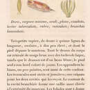 Image of Goniobranchus reticulatus (Quoy & Gaimard 1832)