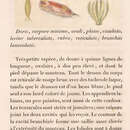 Sivun Goniobranchus reticulatus (Quoy & Gaimard 1832) kuva